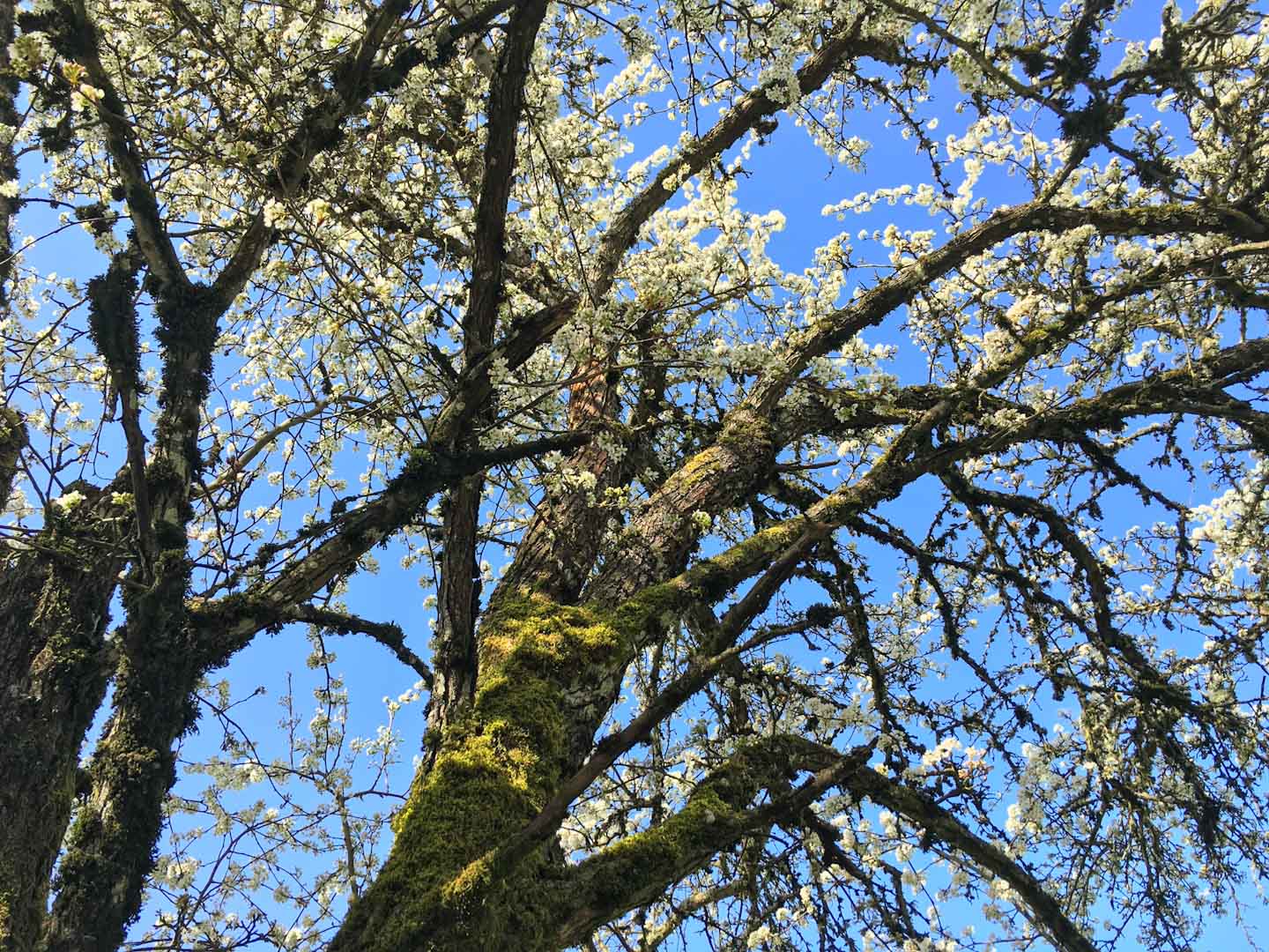 Photograph of tree with white blooms against blue sky in Tualatin Oregon close to the art studio of Talya Johnson
