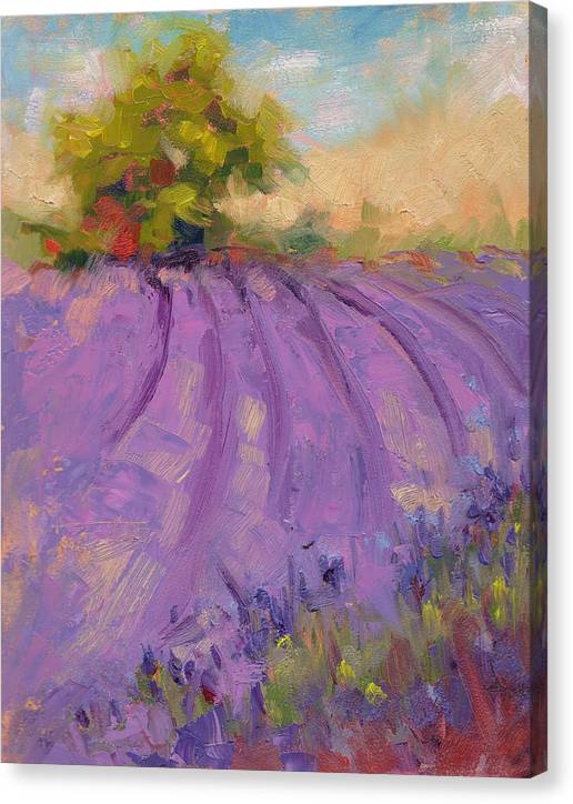 Wildrain Lavender Farm - Canvas Print