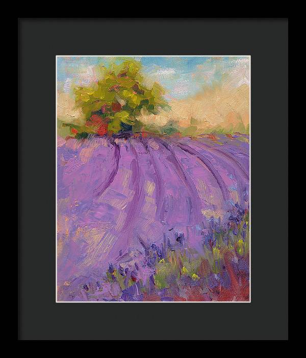 Wildrain Lavender Farm - Framed Print