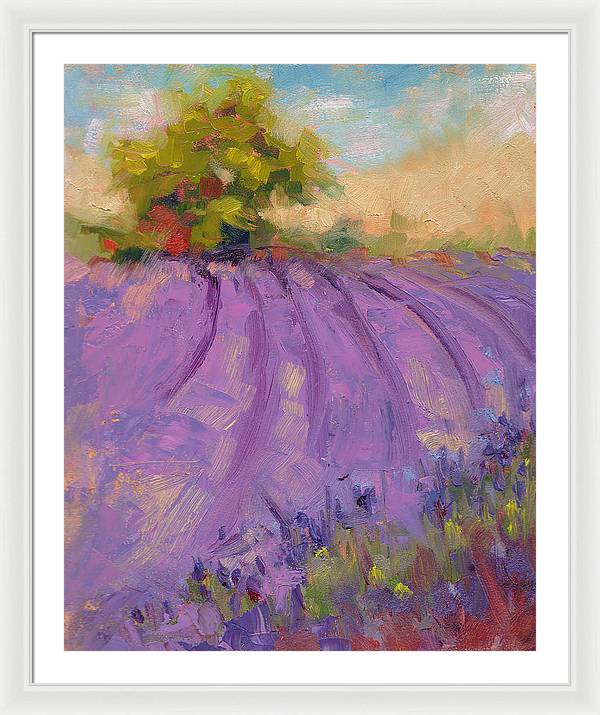 Wildrain Lavender Farm - Framed Print
