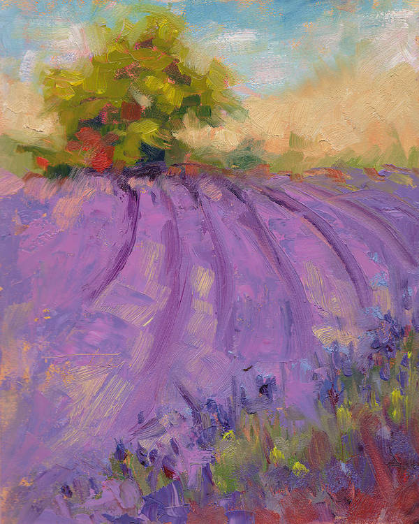 Wildrain Lavender Farm - Art Print